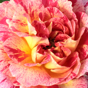 Kупить В Интернет-Магазине - Poзa Камиль Писсарро - желтая-красная - Роза флорибунда  - роза с тонким запахом - Жорж Дельбар - Сорт этой нарядной полосатой розы получил свое название в честь художника-импрессиониста.